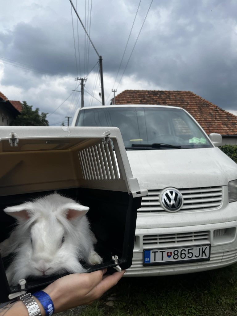 Meowlau x Val our Van T5 bubi biely rabbit